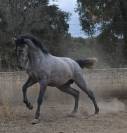 Precioso semental PRE con mucha calidad