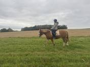 Hongre Autre Race de Poney A vendre 2018 Alezan