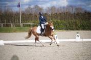 Hongre Autre Race de Poney A vendre 2018 Alezan