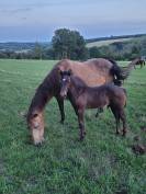 A vendre poulain QUARTER HORSE