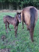 A vendre poulain QUARTER HORSE