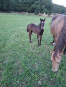 A vendre poulain QUARTER HORSE