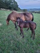 A vendre poulain QUARTER HORSE