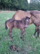 A vendre poulain QUARTER HORSE