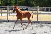 Pouliche Alezane PP PFS - Fille de Champagne d&rsquo;Arcus