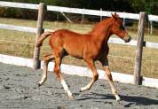 Pouliche Alezane PP PFS - Fille de Champagne d&rsquo;Arcus