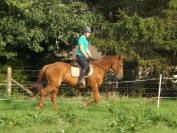 Cheval de c&oelig;ur &agrave; vendre 