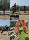 Cheval de c&oelig;ur &agrave; vendre 