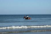 Cheval de c&oelig;ur &agrave; vendre 