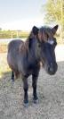 Shetland &agrave; vendre 