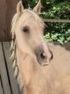 Poney sport ou &eacute;levage Palomino 