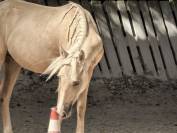 Poney sport ou &eacute;levage Palomino 