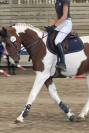 Belle jument  3 ans SF