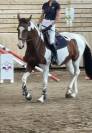 Belle jument  3 ans SF