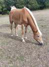 Jument Haflinger - 4 ans loisir 