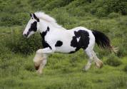 Poulain irish cob 