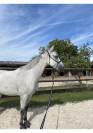 Demi-pension &ndash; Ponette 1.49