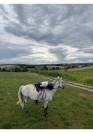 Demi-pension &ndash; Ponette 1.49