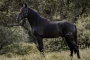 Precioso PRE negro alta calidad