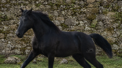 Precioso PRE negro alta calidad