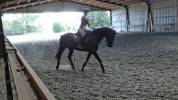 Hongre noir old / dressage de 8ans/ bon papier 5500&euro;