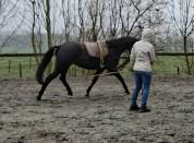 Hongre noir old / dressage de 8ans/ bon papier 5500&euro;