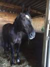 Super cheval &agrave; vendre 