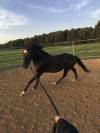 Super cheval &agrave; vendre 