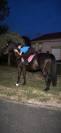 Super cheval &agrave; vendre 