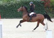 petit cheval de 7 ans