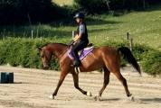 petit cheval de 7 ans