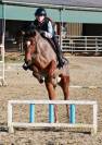 petit cheval de 7 ans