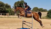 petit cheval de 7 ans