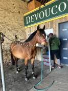 Poney PFS 7 ans 