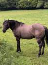 Quarter Horse 4 ans Couleur Grullo