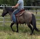 Quarter Horse 4 ans Couleur Grullo