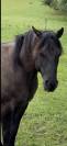 Quarter Horse 4 ans Couleur Grullo