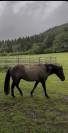 Quarter Horse 4 ans Couleur Grullo