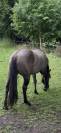 Quarter Horse 4 ans Couleur Grullo