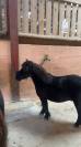poney a vendre
