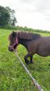 poney a vendre