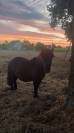 poney a vendre