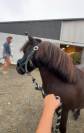poney a vendre