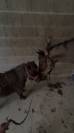 poney a vendre