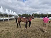 Jument endurance 120km