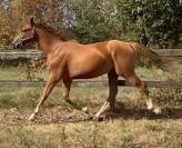 Poulain/Foal 1 an Selle Fran&ccedil;ais 