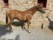 Poulain/Foal 1 an Selle Fran&ccedil;ais 