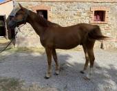Poulain/Foal 1 an Selle Fran&ccedil;ais 