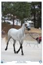 Top poney d&rsquo;avenir 