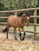 Top cheval cce / cso 